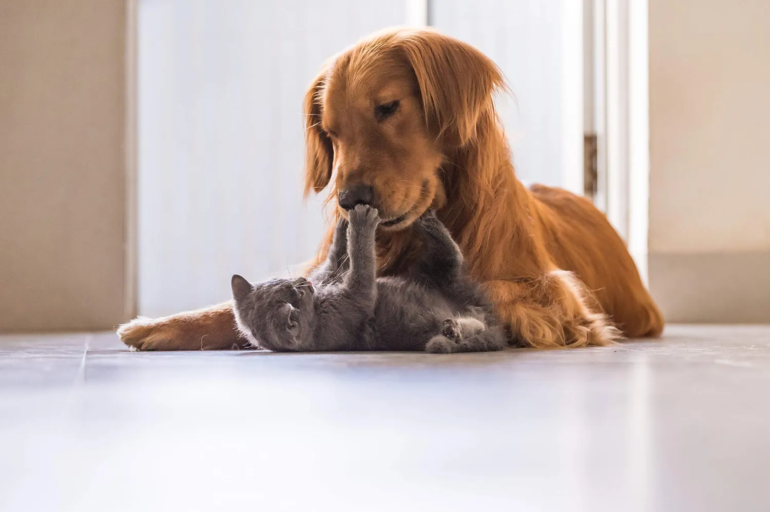 K-Pro Zeckenpinzette Edelstahl für Hund Katze Mensch